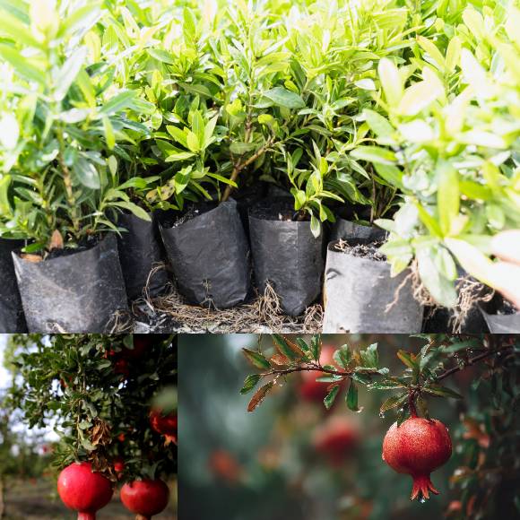 POMOGRANATE