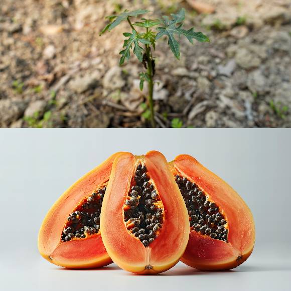 PAPAYA SEEDS