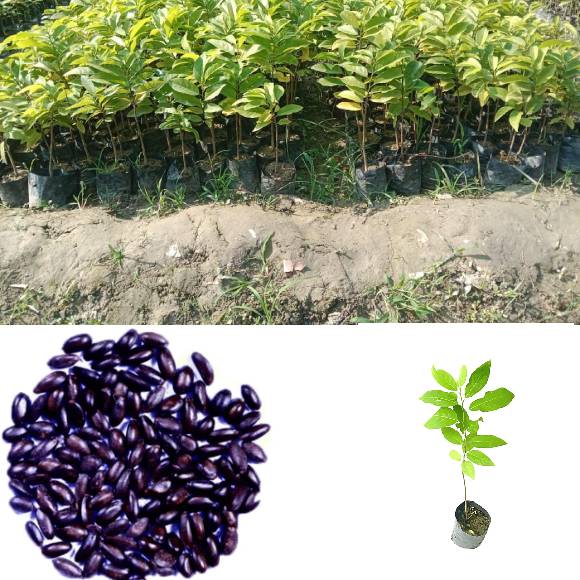 CUSTERED APPLE SEEDS