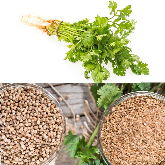 CORIANDER