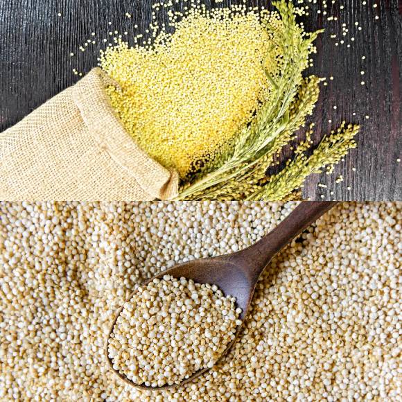 SORGHUM and YELLOW SORGHUM