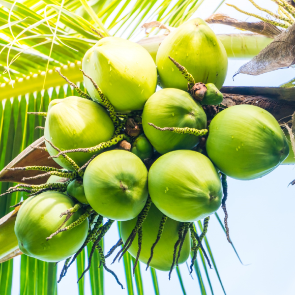 COCONUT