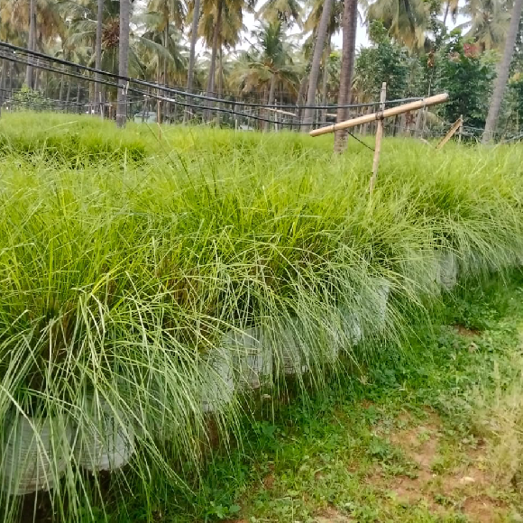 VETTIVER CROPS