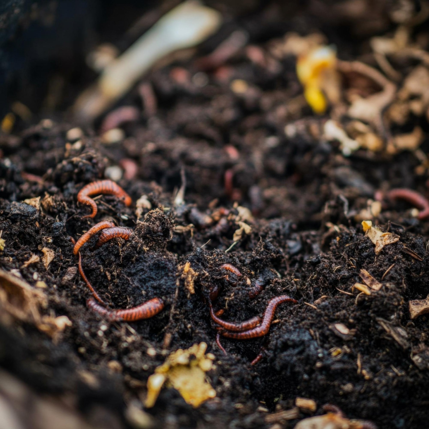VERMICOMPOST