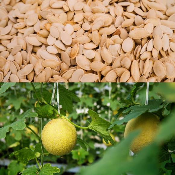 MUSKMELON SEEDS