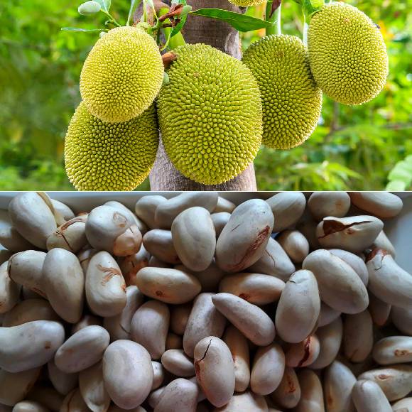 JACKFRUIT SEEDS