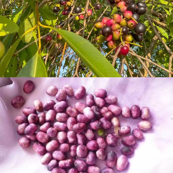 JAMUN SEEDS