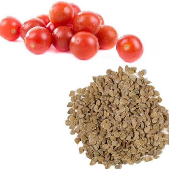 TOMATTO SEED