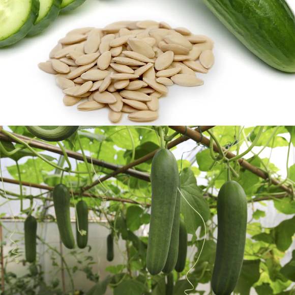 CUCUMBER SEED