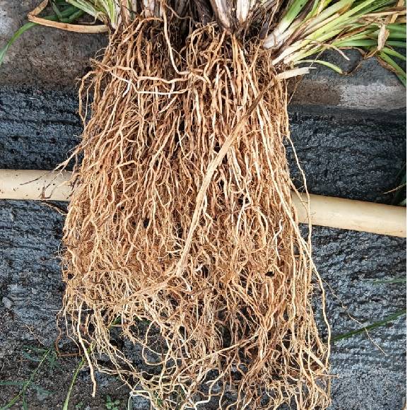 2nd MONTH ROOT  60 Days