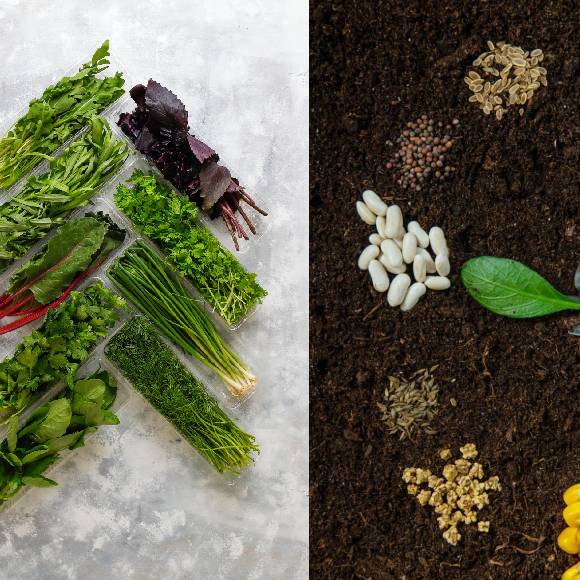 SEEDS AND SAPPLINGS