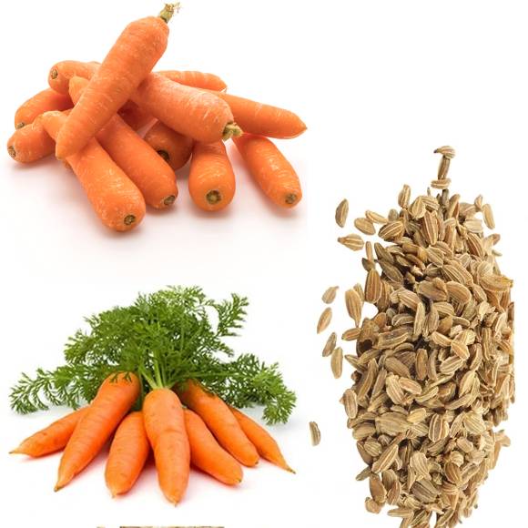 CARROT SEEDS