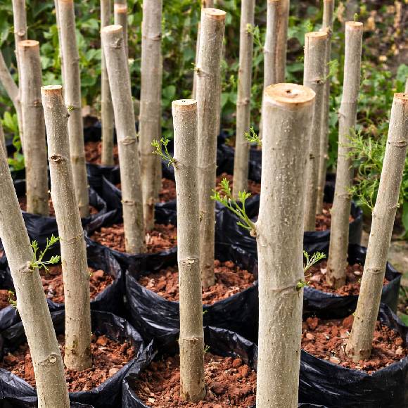 MURUNGA STEMS