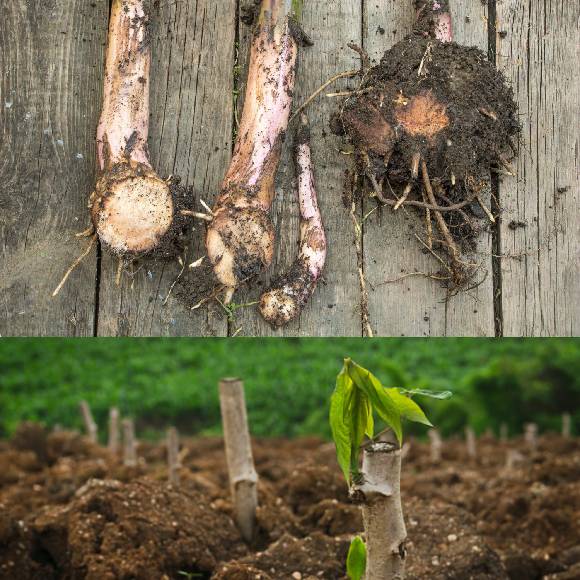 TAPIOCA TUBER