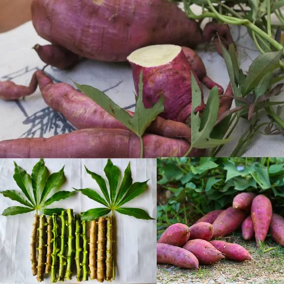SWEET POTATO STEM