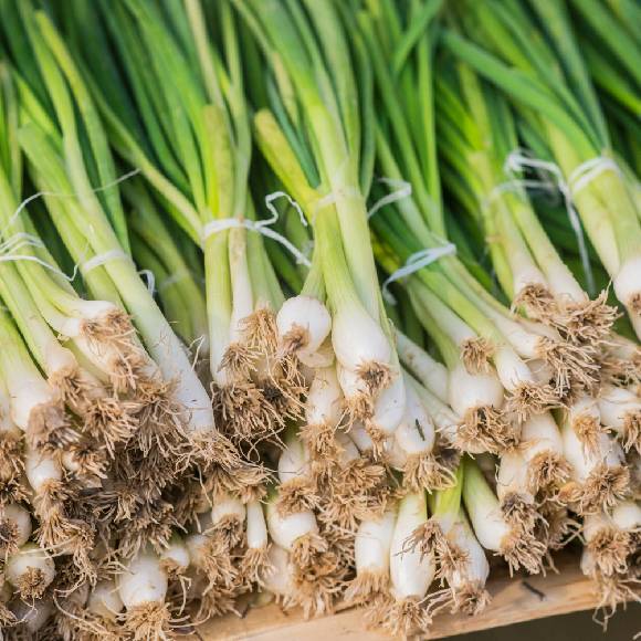 GARLIC