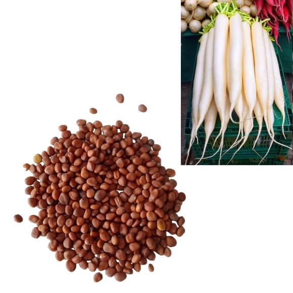RADISH SEED